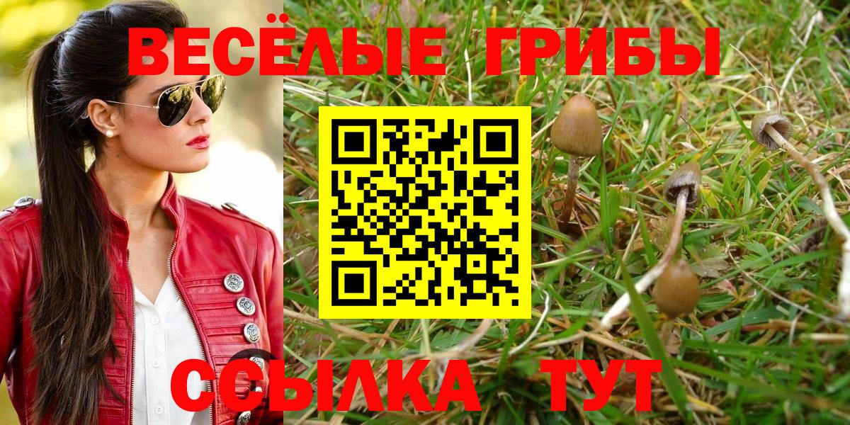 Псилоцибиновые грибы Psilocybe Жуковский